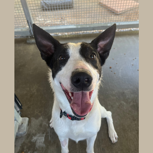 Photo of Bandit