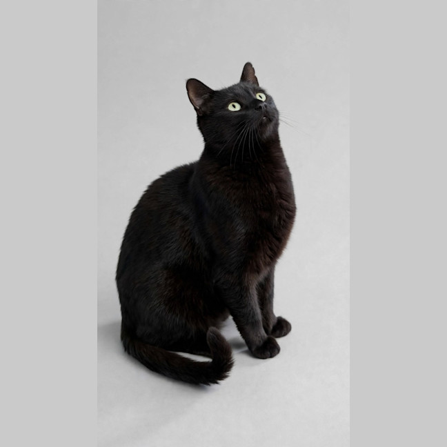 Photo of Gomez