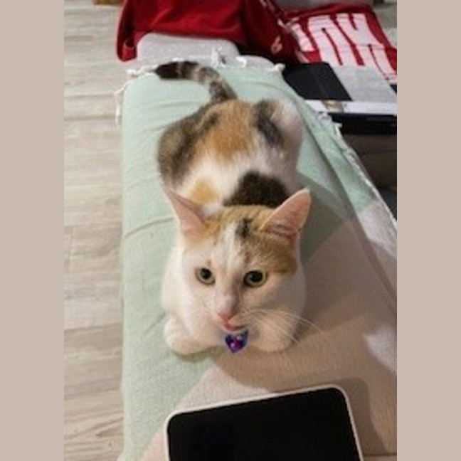 Photo of Butterscotch 