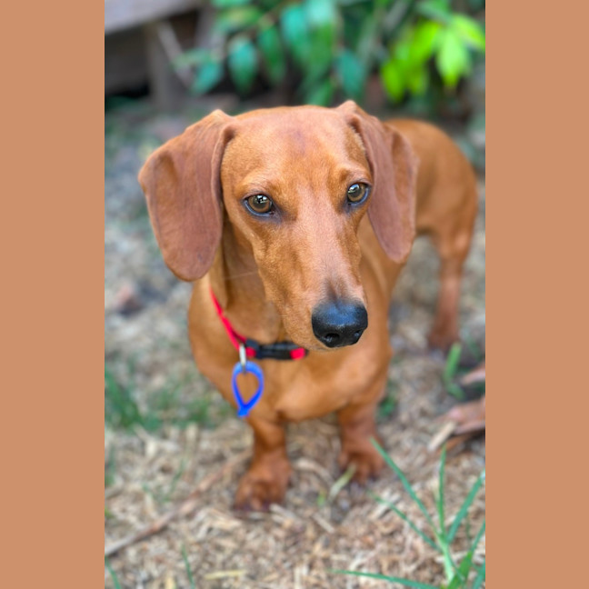 Photo of George   1 Year Old Miniature Dachshund (Trial 25/
