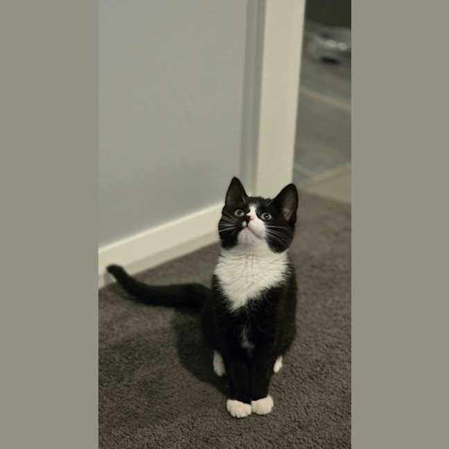 Photo of Skatteboo