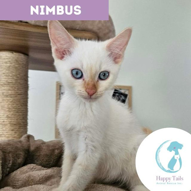 Photo of Nimbus