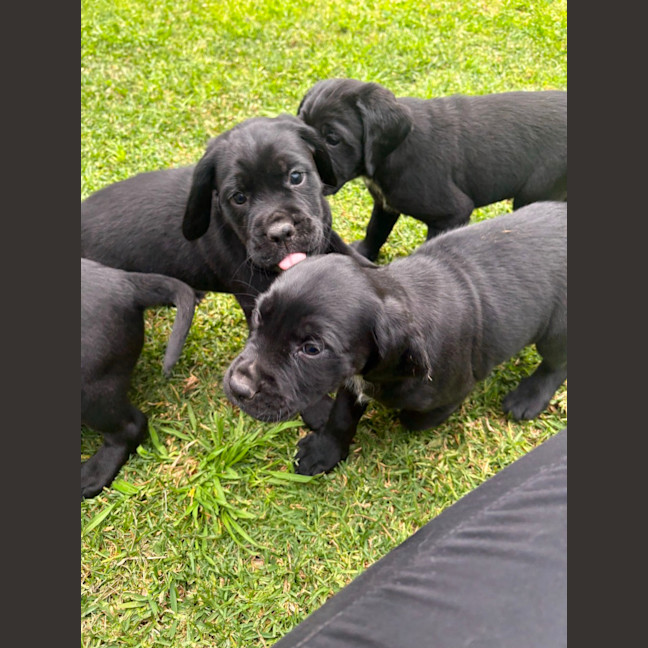 Photo of Sadies Litter