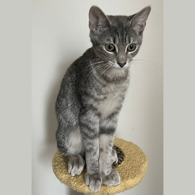 Photo of Misty