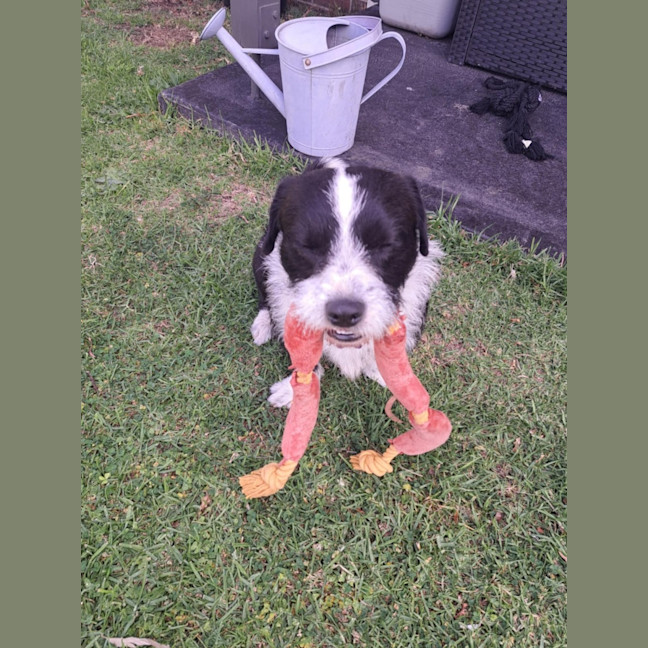 Photo of Rocco