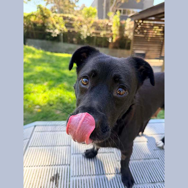 Photo of Bear