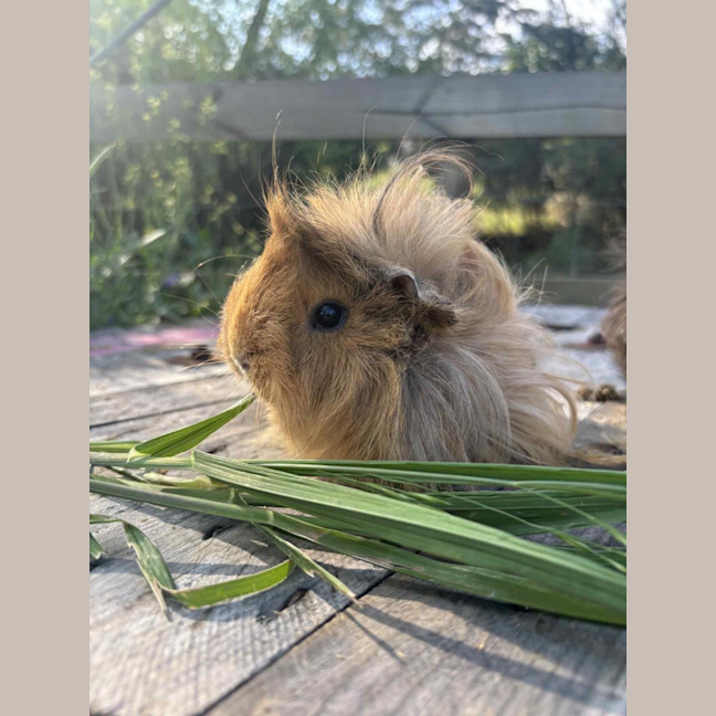 Photo of Peanut And Mochi