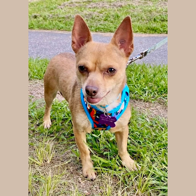 Photo of Deacon