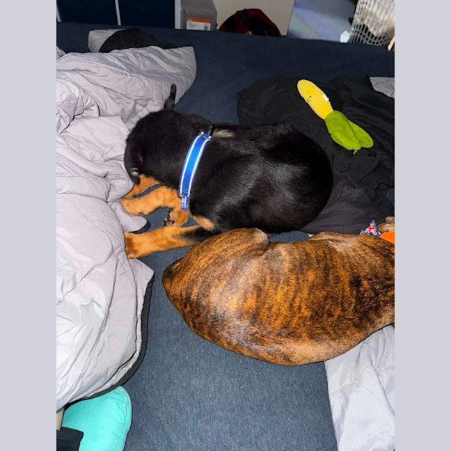 Photo of Skippy   4 Month Old Rottweiler X Shepherd