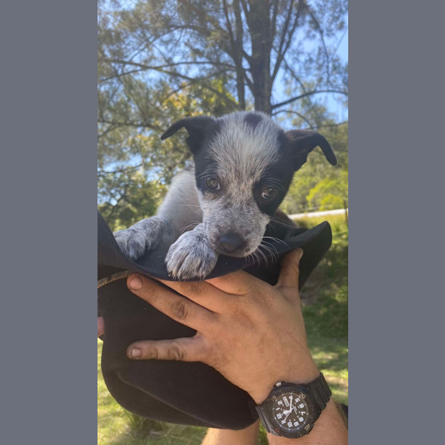 Photo of Oreo   8 Week Old Kelpie X (Trial)