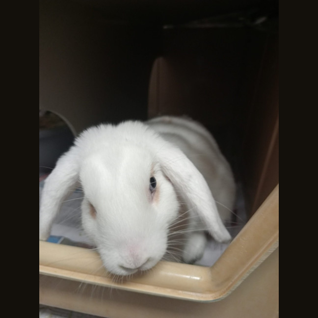 Photo of Butter Ball