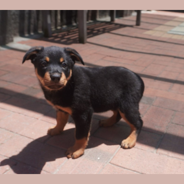 Photo of Cinder