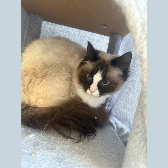 Photo of Coco & Marshmellow