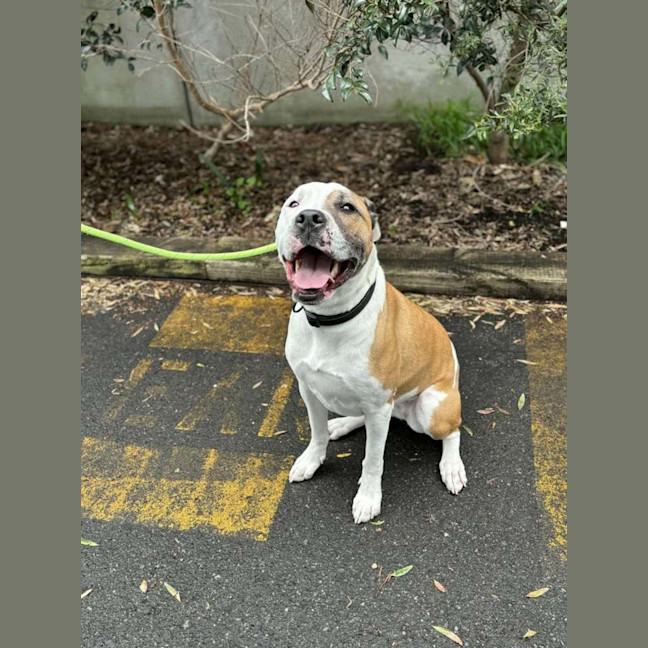 Photo of Echo