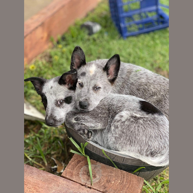 Photo of Patch And Belle