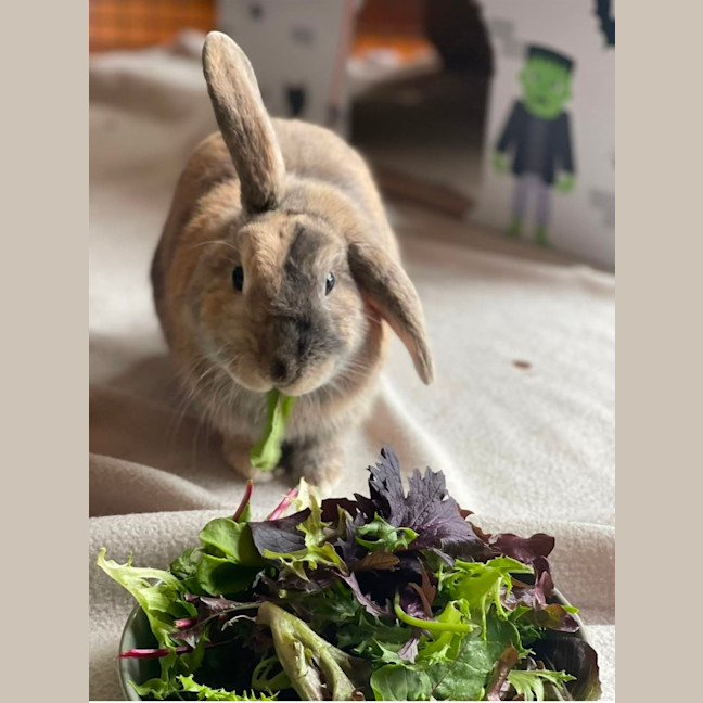 Photo of Monty