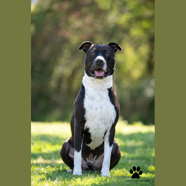Photo of Tyson