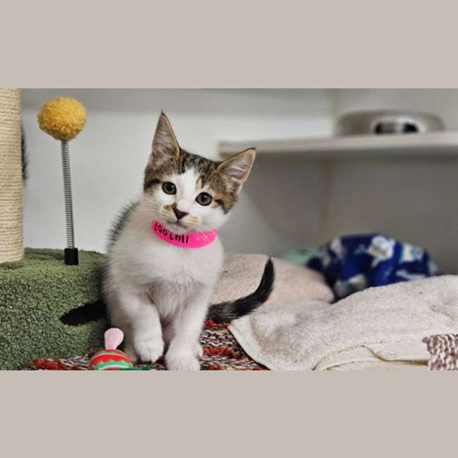 Photo of Pawsy