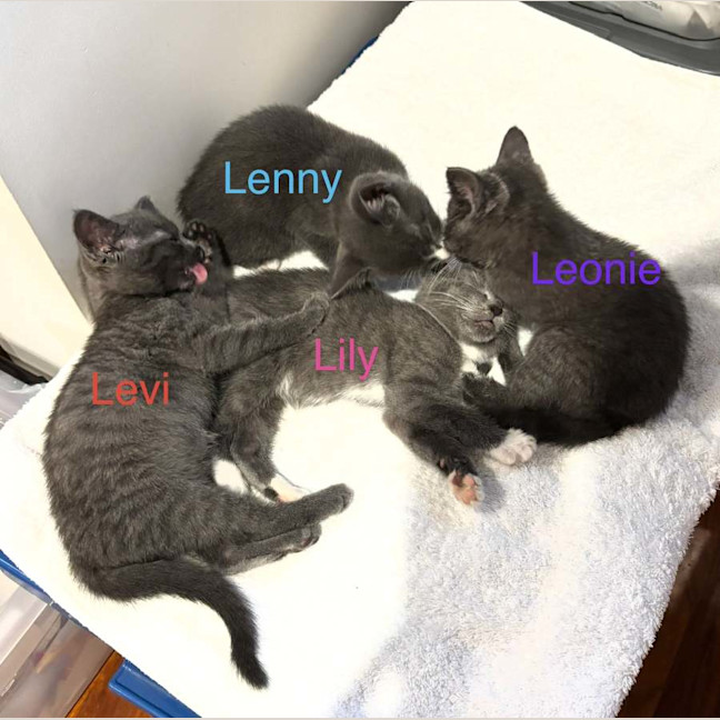 Photo of Levi❤️