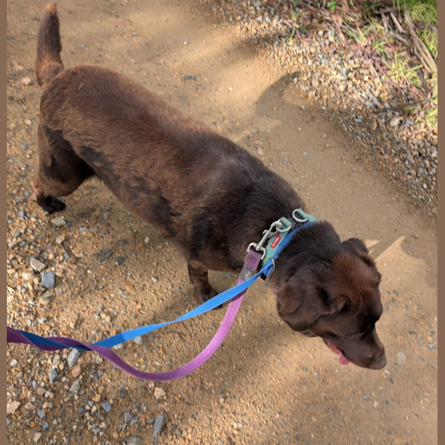 Photo of Olive