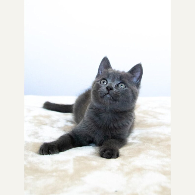 Photo of Minty