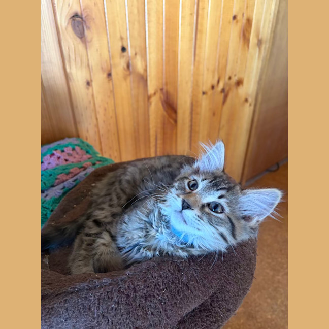 Photo of Gizmo