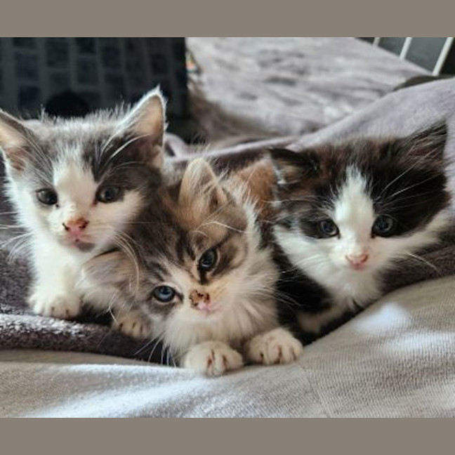 Photo of Oreo