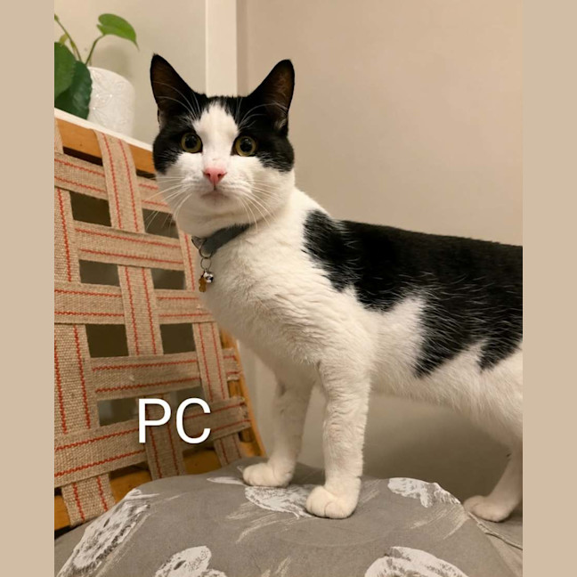 Photo of Patch & Pc