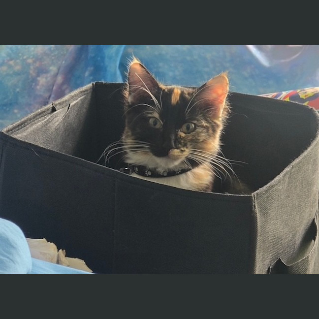 Photo of Olive