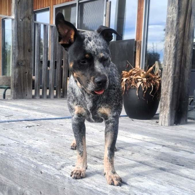 Photo of Bandit
