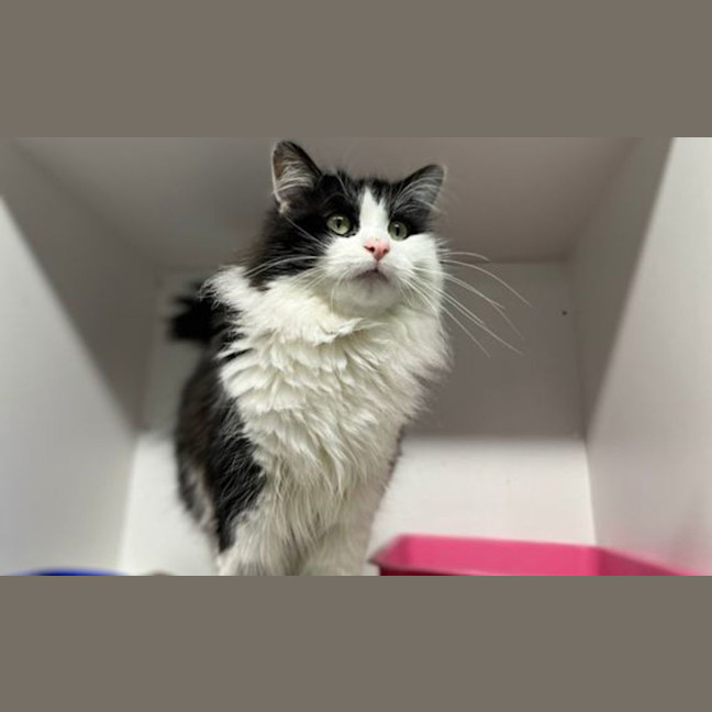 Photo of Ollie