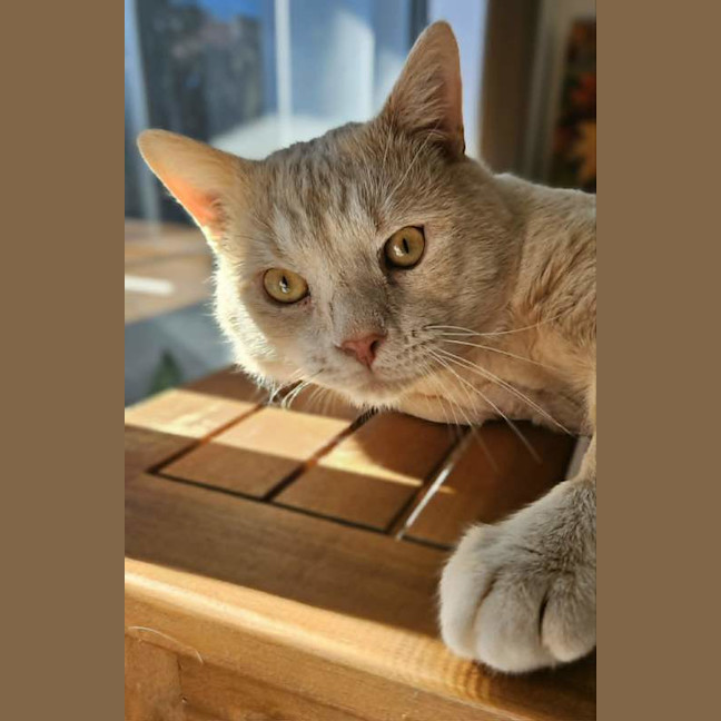 Photo of Thor