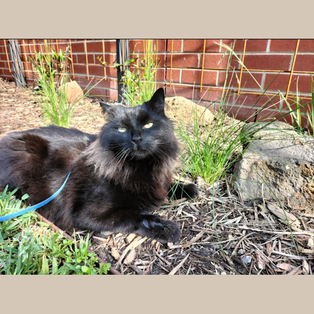 Photo of Leonard The Chatty Gentleman