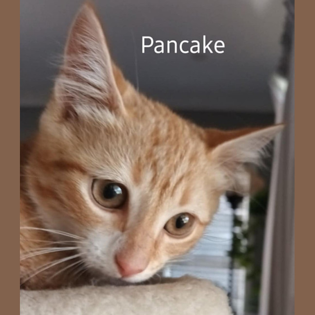 Photo of Pancake