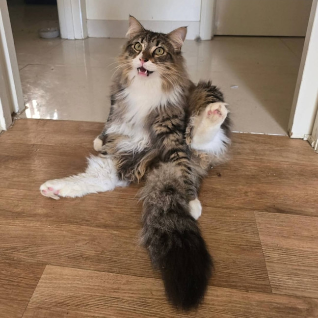 Photo of Fester & Gomez (Located In Wantirna South)