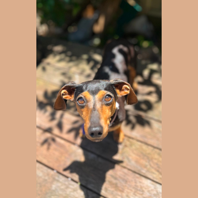 Photo of Tilly   2.5 Year Old Dachshund X