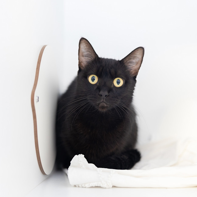 Photo of Madam Velvet