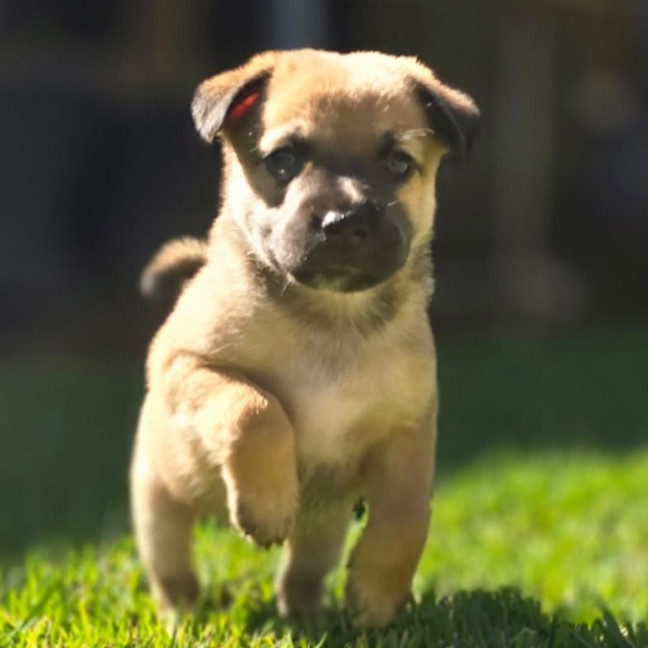 Photo of Sawyer