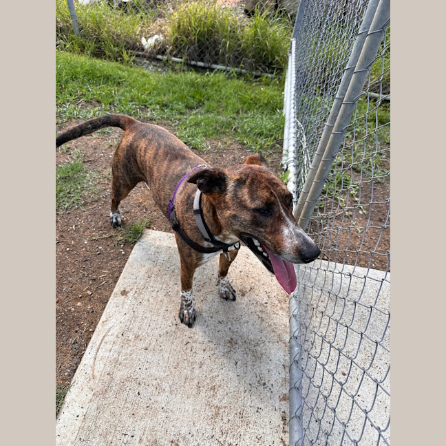 Photo of Honey