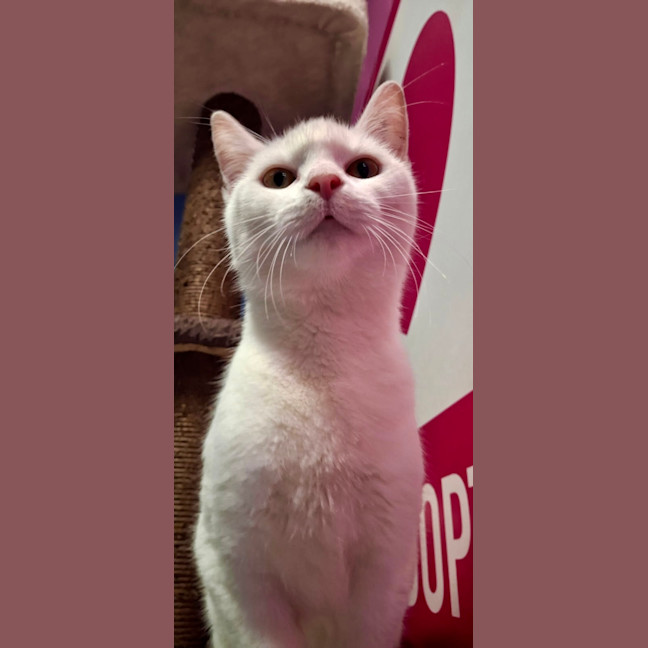 Photo of Remy
