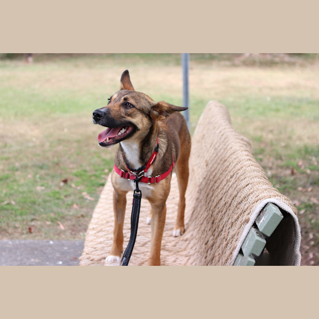 Photo of Ripley