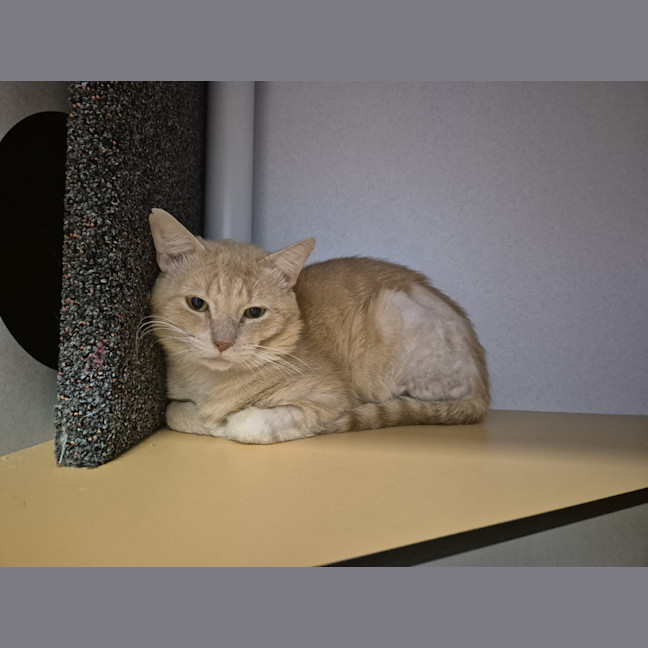 Photo of Pumpkin
