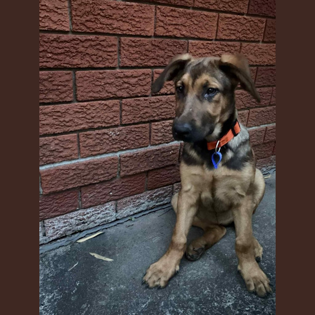 Photo of Emerald   5 Month Old German Shepherd X