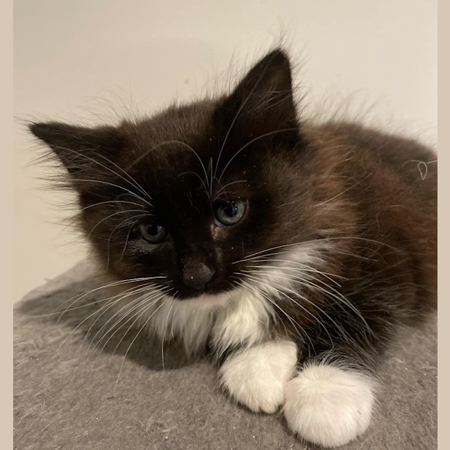 Photo of Bartley **2nd Chance Cat Rescue**