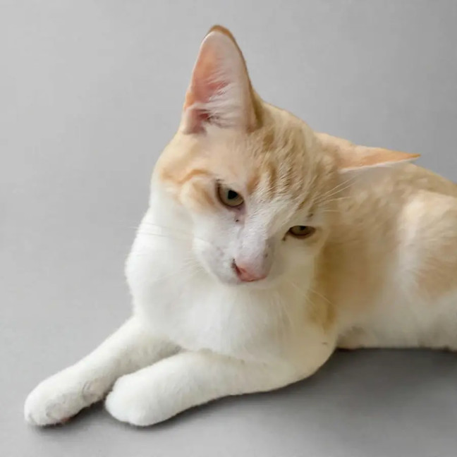 Photo of Alfie