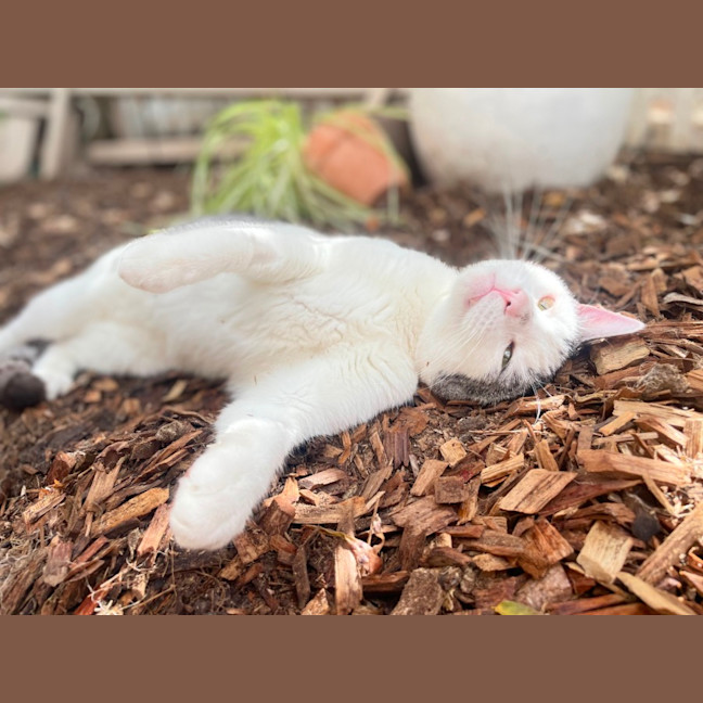 Photo of Maverick