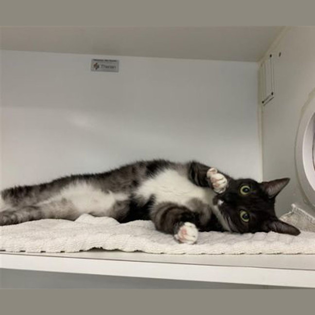 Photo of Pebbles