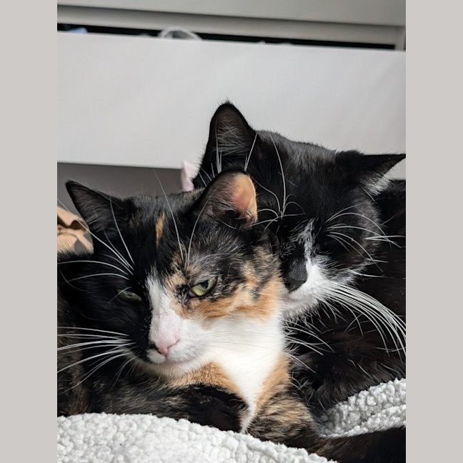 Photo of Jiji
