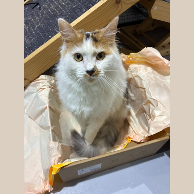 Photo of Ginger Spice