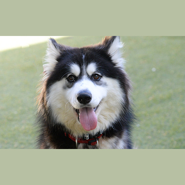 Photo of Rosie 
